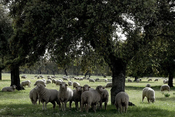 Sheep graze at a ranch in Portezuelo