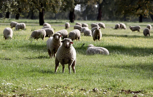 Sheep graze at a ranch in Portezuelo