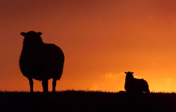SHEEP GRAZE AT SUNSET ON THE YORKSHIRE DALES