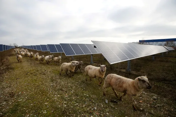 Framed Print : Sheep are herded at a photovoltaic power plant in Allonnes near Le Mans Framed Print : Sheep are herded at a photovoltaic power plant in Allonnes near Le Mans
