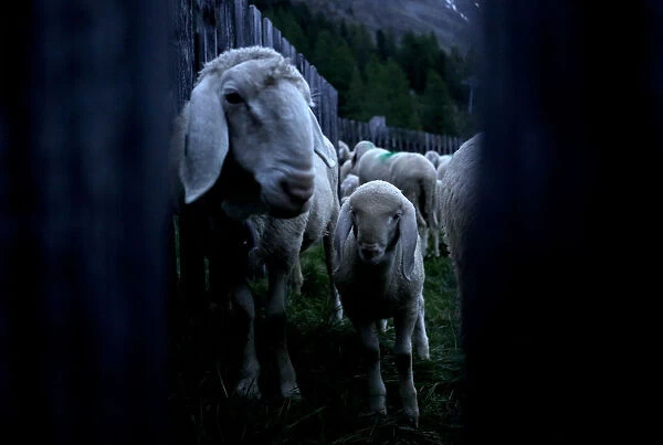 A sheep and a lamb wait inside an enclosure during sunrise in Kurzras