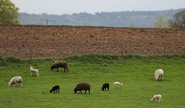 Sheep and lambs graze in a field near Congleton