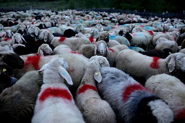 Sheep and lambs wait inside an enclosure during sunrise in Kurzras