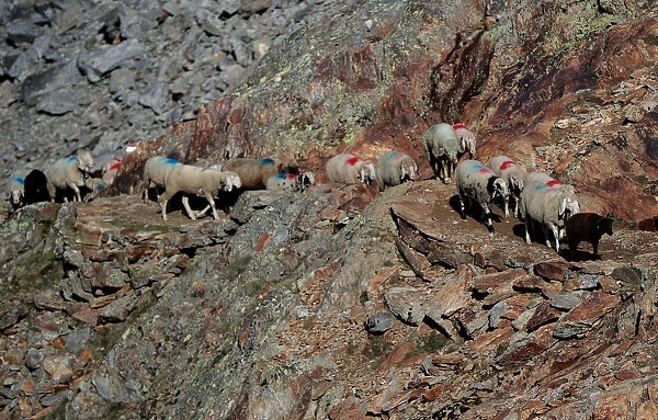 Sheep make their way past a rocky path up to the alpine pass Hochjoch in the autonomous