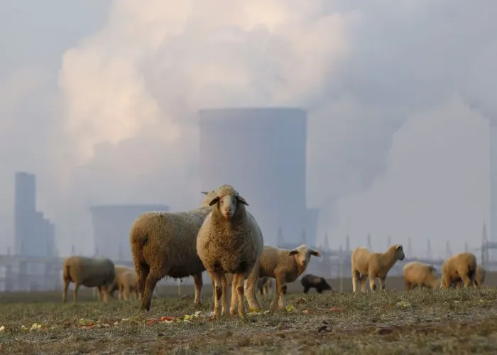 Framed Print : Sheep are pictured in a field in front of a coal power plant in the western town of