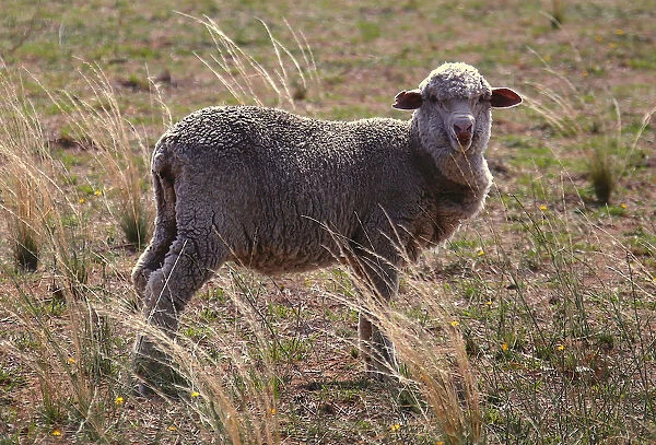 A sheep ready for shearing stands in a paddock located on a property near the central New
