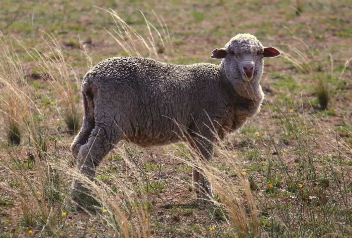 Framed Print : A sheep ready for shearing stands in a paddock located on a property near the central New Framed Print : A sheep ready for shearing stands in a paddock located on a property near the central New