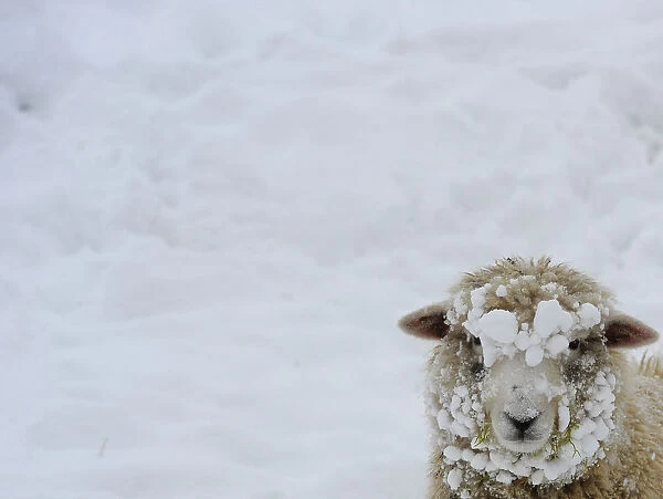 A sheep is seen covered in snow in a field near Middleham