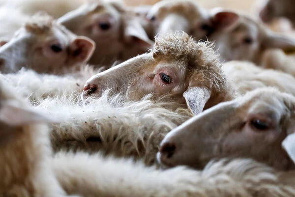 Sheep are seen in a factory producing a hard and salty cheese called Pecorino Romano