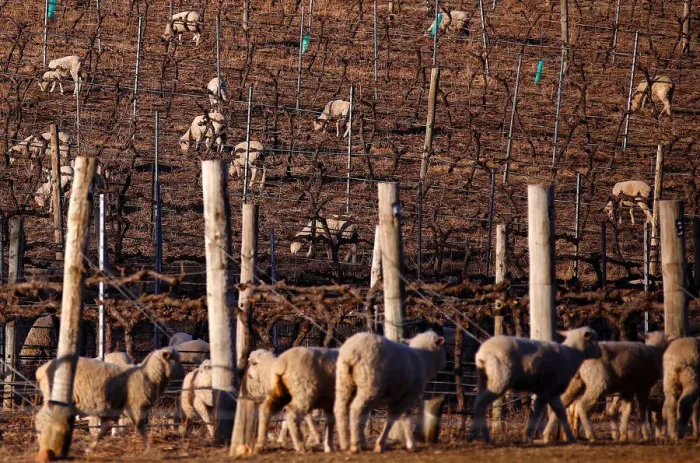 Framed Print : Sheep can be seen between rows of vines at a winery located on the outskirts of