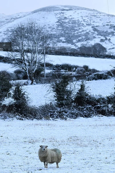 A sheep stands in the snow on the Mourne Mountains near the village of Hilltown