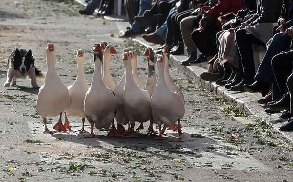 A shepherd dog controls a group of geese before being blessed by a priest on the day of