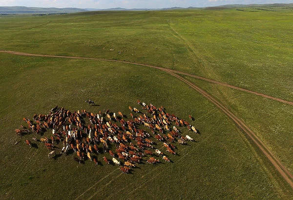 A shepherd herds cows in the steppe area near Tus lake in the Republic of Khakassia