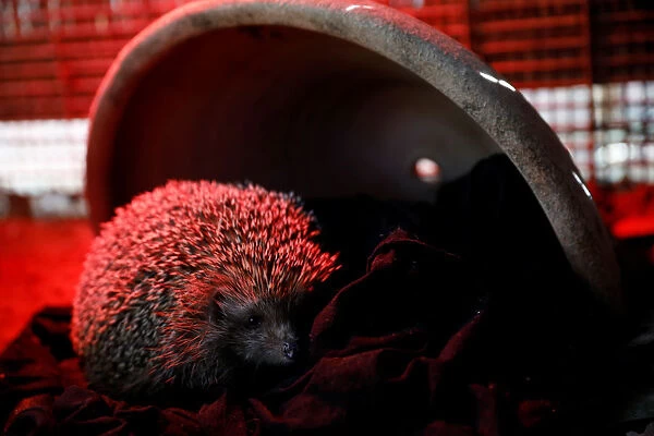 Sherman, the overweight hedgehog, sits in his cage at the Ramat Gan Safari Zoo