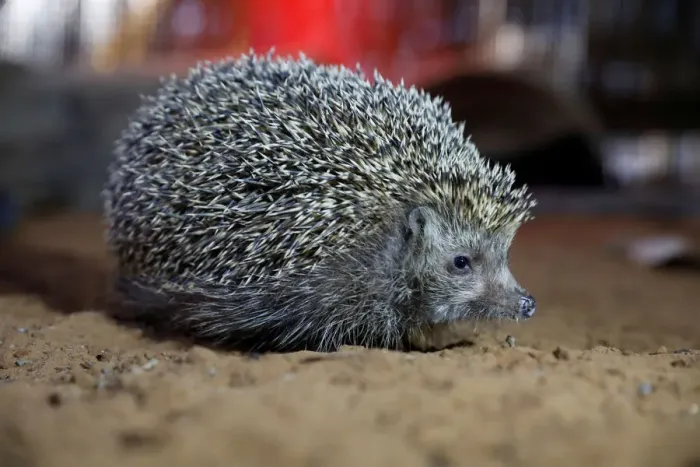 Framed Print : Sherman, the overweight hedgehog, sits in his cage at the Ramat Gan Safari Zoo Framed Print : Sherman, the overweight hedgehog, sits in his cage at the Ramat Gan Safari Zoo