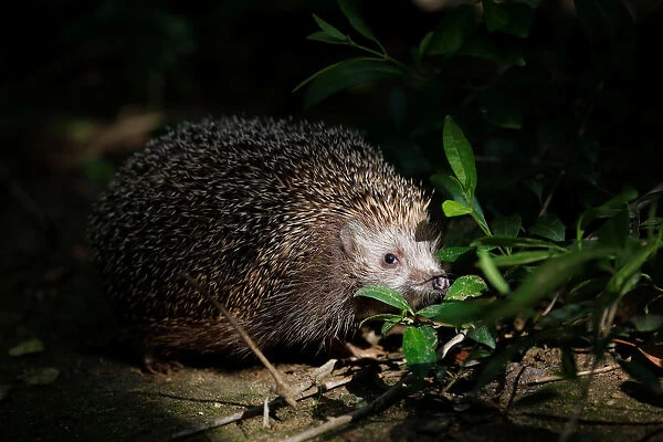Sherman, the overweight hedgehog, sits behind a plant at the Ramat Gan Safari Zoo