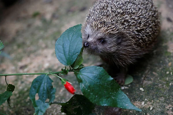 Sherman, the overweight hedgehog, sniffles leaves at the Ramat Gan Safari Zoo