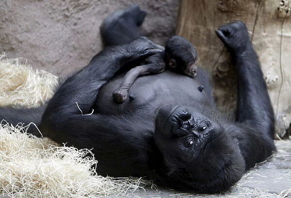 Shinda, a western lowland gorilla, holds her newborn baby in its enclosure at Prague Zoo