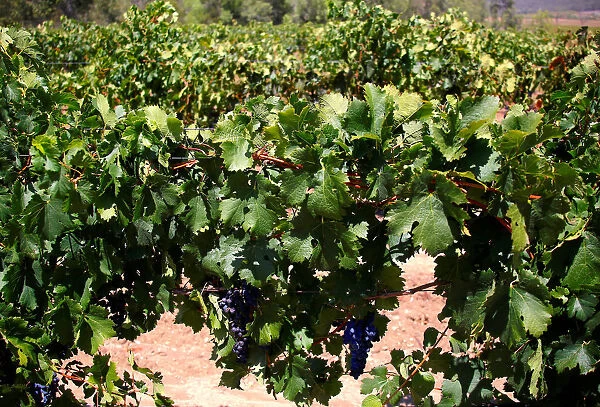Shiraz grapes can be seen on vines in the Hunter Valley, located north of Sydney