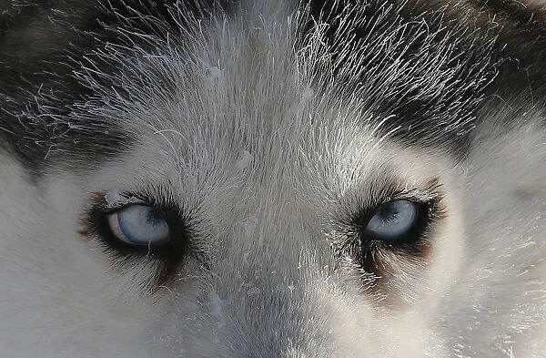 A Siberian Husky dog of the Royev Ruchey Park team is seen as it rests during a practice