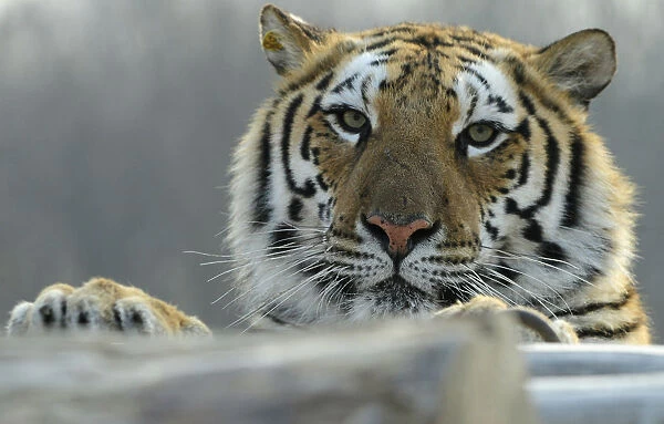 A Siberian tiger clings to wood logs at the Siberian Tiger Forest Park in Harbin