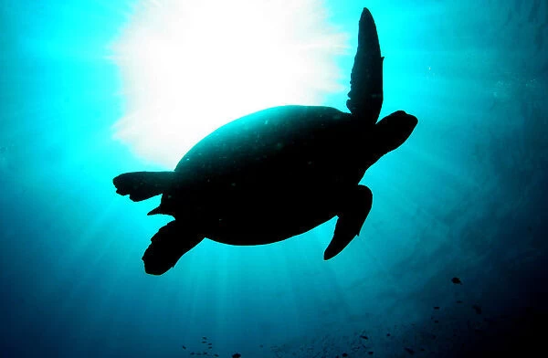 A silhouetted giant green turtle swims underwater at a diving site near the island
