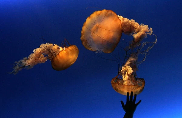 Silhouetted hand of a young visitor is seen against a jellyfish exhibition at the