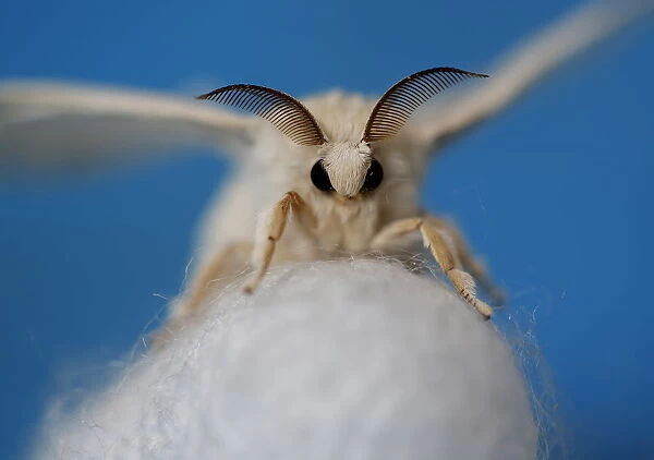 A silkmoth that has hatched out of its cocoon is seen at the Campoverde cooperative