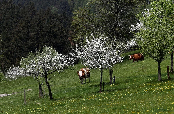 Simmental cattle graze in a field near the village of St. Leonhard