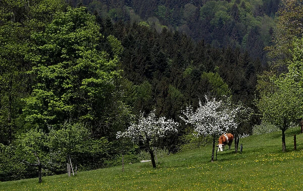 A Simmental cow grazes in a field near the village of St. Leonhard