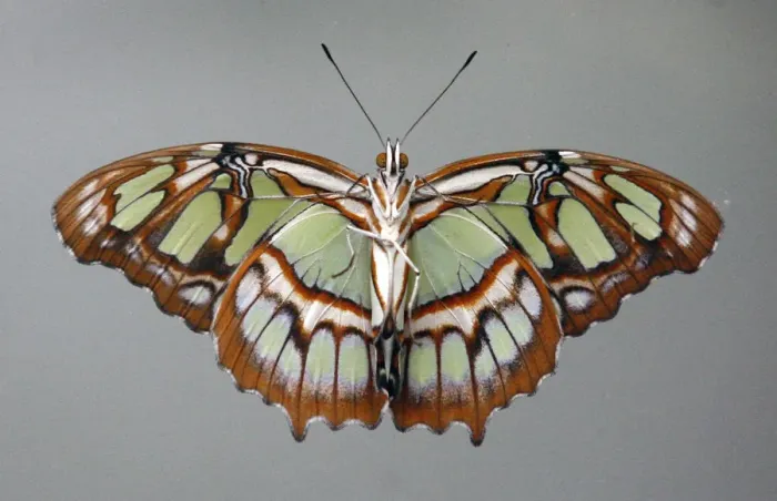 Framed Print : A Siproeta stelenes butterfly is seen at the Santillana del Mar Zoo in Spain Framed Print : A Siproeta stelenes butterfly is seen at the Santillana del Mar Zoo in Spain