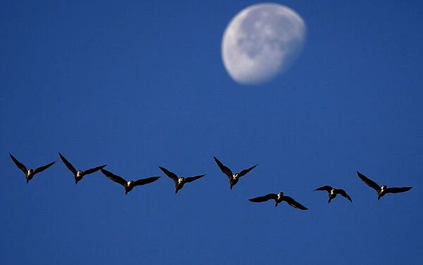 A skein of geese fly past the moon as they prepare to land at Vane Farm nature reserve