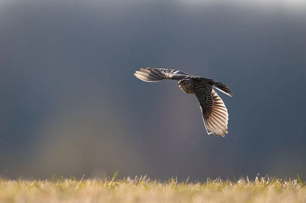 Skylark flies in a field near the village of Trusavichy