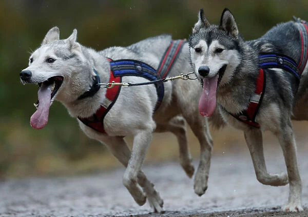 A sled dog team pull a rig during the Aviemore Sled Dog Rally in Aviemore, Scotland