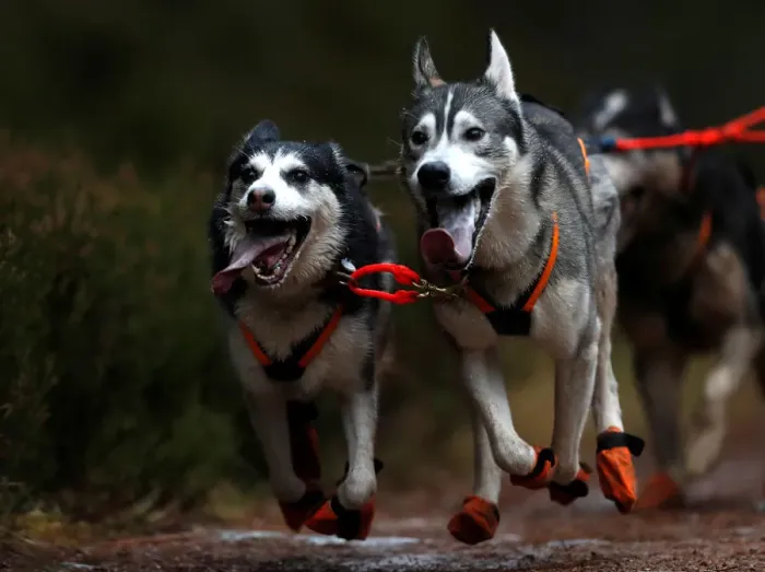 Framed Print : A sled dog team pull a rig during the Aviemore Sled Dog Rally in Aviemore Framed Print : A sled dog team pull a rig during the Aviemore Sled Dog Rally in Aviemore