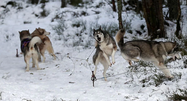 Sled dogs are tethered before practice for the Aviemore Sled Dog Rally in Feshiebridge