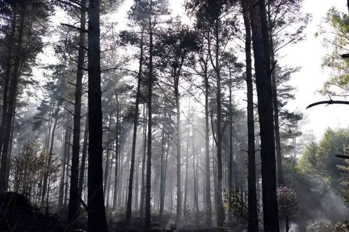 Framed Print : Smoke floats through the trees at Swinley Forest near Crowthorne in southern England Framed Print : Smoke floats through the trees at Swinley Forest near Crowthorne in southern England