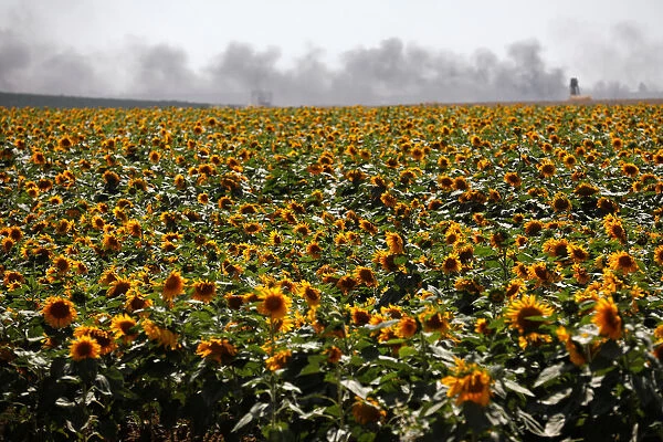 Smoke is seen behind a field of sunflowers on Israeli side of the border fence between
