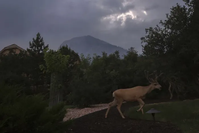 Framed Print : Smoke from the Waldo Canyon fire blankets a hill in the background as an antlered deer