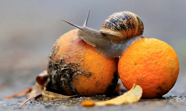 A snail sits on oranges, after the first rain in Jizeen