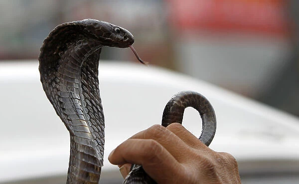 A snake charmer handles his snake on a street in Rawalpindi