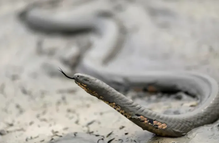 Framed Print : Snake is seen while a tract of Amazon jungle after a fire while as it is being cleared by Framed Print : Snake is seen while a tract of Amazon jungle after a fire while as it is being cleared by
