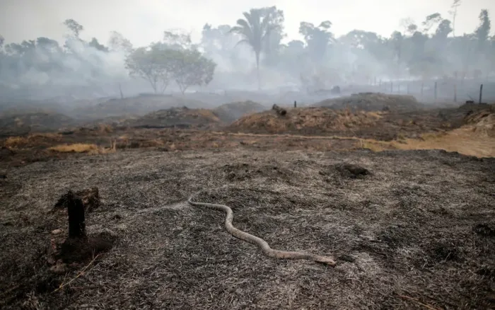 Framed Print : Snake is seen while a tract of Amazon jungle after a fire while as it is being cleared by Framed Print : Snake is seen while a tract of Amazon jungle after a fire while as it is being cleared by