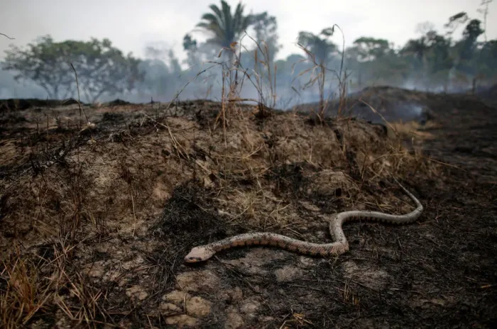 Framed Print : Snake is seen while a tract of Amazon jungle after a fire while as it is being cleared by Framed Print : Snake is seen while a tract of Amazon jungle after a fire while as it is being cleared by