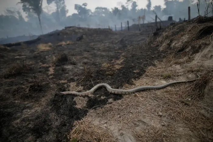 Framed Print : Snake is seen while a tract of Amazon jungle after a fire while as it is being cleared by Framed Print : Snake is seen while a tract of Amazon jungle after a fire while as it is being cleared by