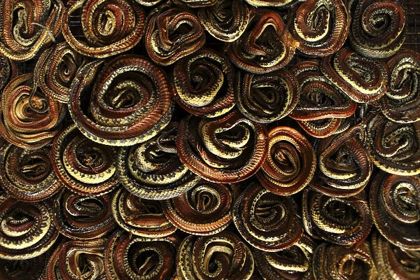 Snakes which are to be dried in oven are seen at a snake slaughterhouse at Kapetakan