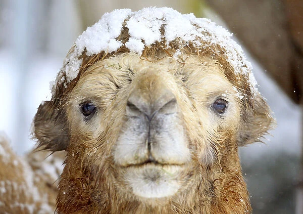 A snow covered bactrian camel stands in an enclosure at the zoo in Zurich