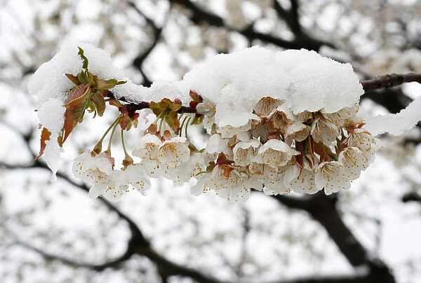 Snow-covered blossoms of a cherry tree are seen near Lindencham