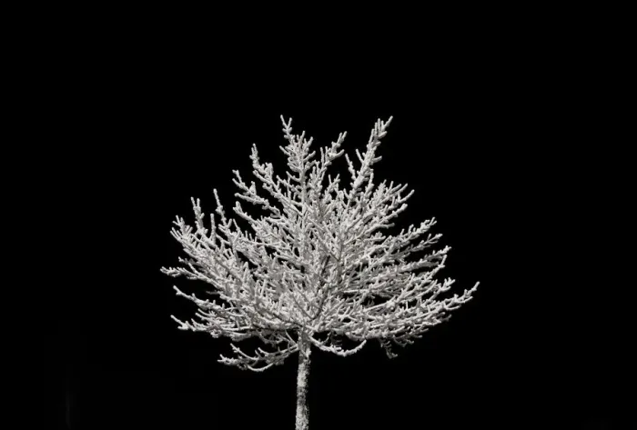 Framed Print : A snow-covered tree is illuminated at a car park in the eastern German ski resort