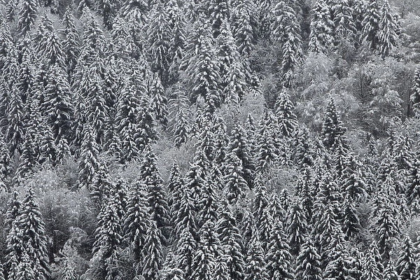 Snow covered trees are seen in a forest near Garmisch-Partenkirchen